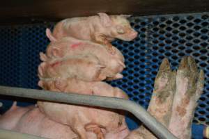 Piglets in farrowing crates