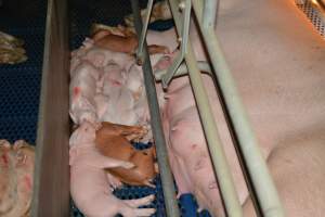 Piglets in farrowing crates