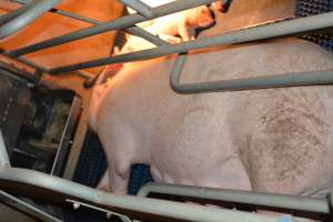 Sow in farrowing crates