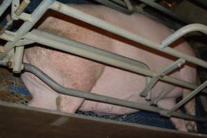 Sow in farrowing crates