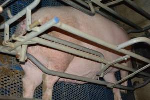 Sow in farrowing crates