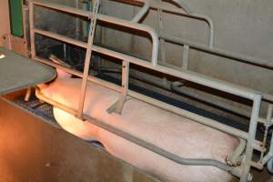 Sow in farrowing crates