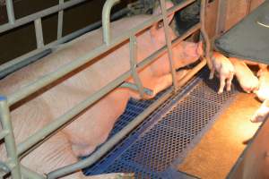 Sow in farrowing crates