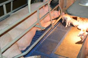 Sow in farrowing crates