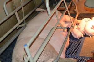 Sow in farrowing crates