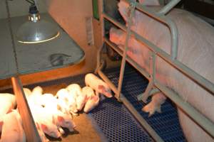 Farrowing crate