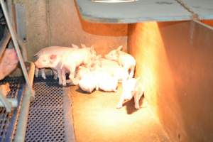 Piglets in farrowing crates