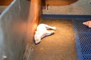 Dead piglet in farrowing crates