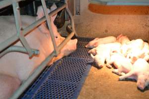 Farrowing crates