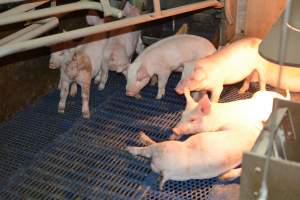 Piglets in farrowing crates