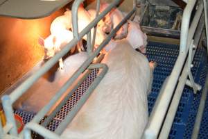 Farrowing crates