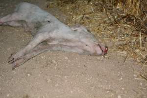 Dead grower pig from eco sheds - Captured at Unknown piggery, Pinery SA Australia.