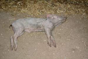 Dead grower pig from eco sheds - Captured at Unknown piggery, Pinery SA Australia.