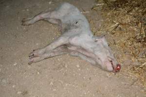 Dead grower pig from eco sheds - Captured at Unknown piggery, Pinery SA Australia.