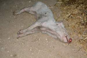 Dead grower pig from eco sheds - Captured at Unknown piggery, Pinery SA Australia.