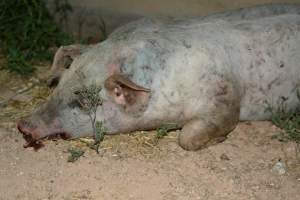 Dead grower pig from eco sheds - Captured at Unknown piggery, Pinery SA Australia.