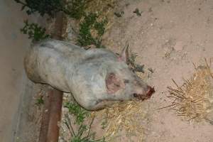 Dead grower pig from eco sheds - Captured at Unknown piggery, Pinery SA Australia.