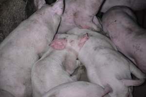 Grower sheds - Captured at Unknown piggery, Inkerman SA Australia.