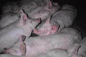 Grower sheds - Captured at Unknown piggery, Inkerman SA Australia.