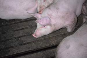 Grower sheds - Captured at Unknown piggery, Inkerman SA Australia.