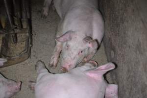 Grower sheds - Captured at Unknown piggery, Inkerman SA Australia.