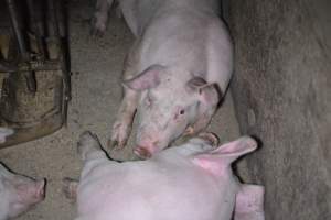 Grower sheds - Captured at Unknown piggery, Inkerman SA Australia.