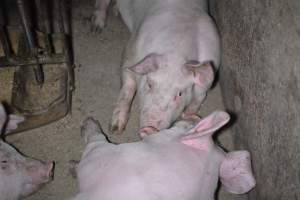 Grower sheds - Captured at Unknown piggery, Inkerman SA Australia.