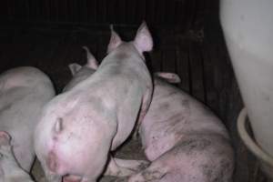 Grower sheds - Captured at Unknown piggery, Inkerman SA Australia.