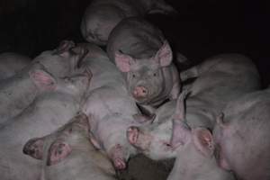 Grower sheds - Captured at Unknown piggery, Inkerman SA Australia.