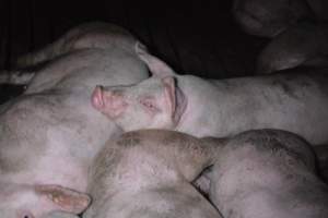 Grower sheds - Captured at Unknown piggery, Inkerman SA Australia.