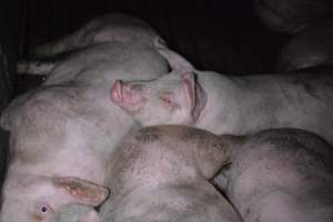 Grower sheds - Captured at Unknown piggery, Inkerman SA Australia.