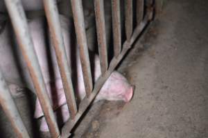 Grower sheds - Captured at Unknown piggery, Inkerman SA Australia.