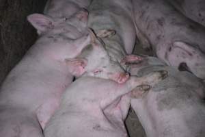 Grower sheds - Captured at Unknown piggery, Inkerman SA Australia.