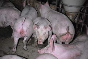 Grower sheds - Captured at Unknown piggery, Inkerman SA Australia.