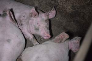 Grower sheds - Captured at Unknown piggery, Inkerman SA Australia.