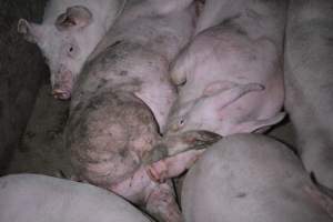 Grower sheds - Captured at Unknown piggery, Inkerman SA Australia.