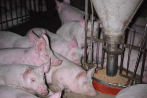 Grower sheds - Captured at Unknown piggery, Inkerman SA Australia.