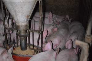 Grower sheds - Captured at Unknown piggery, Inkerman SA Australia.