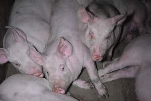 Grower sheds - Captured at Unknown piggery, Inkerman SA Australia.