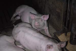 Grower sheds - Captured at Unknown piggery, Inkerman SA Australia.