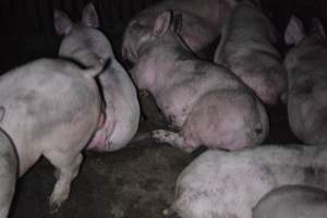 Grower sheds - Captured at Unknown piggery, Inkerman SA Australia.