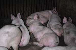 Grower sheds - Captured at Unknown piggery, Inkerman SA Australia.