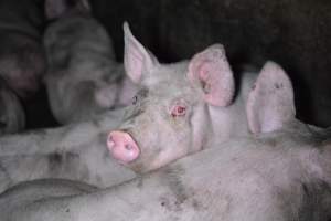 Grower sheds - Captured at Unknown piggery, Inkerman SA Australia.