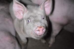 Grower sheds - Captured at Unknown piggery, Inkerman SA Australia.