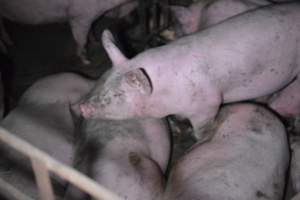 Grower sheds - Captured at Unknown piggery, Inkerman SA Australia.