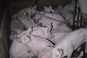 Grower sheds - Captured at Unknown piggery, Inkerman SA Australia.