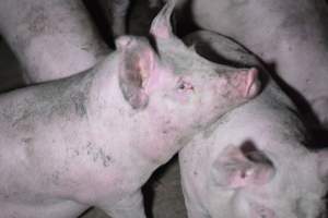 Grower sheds - Captured at Unknown piggery, Inkerman SA Australia.