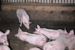 Grower sheds - Captured at Unknown piggery, Inkerman SA Australia.