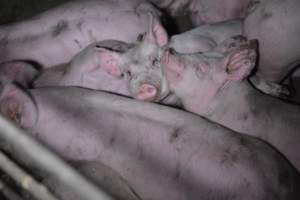 Grower sheds - Captured at Unknown piggery, Inkerman SA Australia.