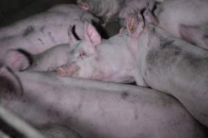 Grower sheds - Captured at Unknown piggery, Inkerman SA Australia.